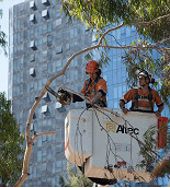 Tree Removal at Queen Victoria Market