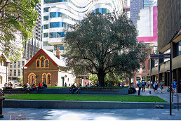 Rooted in history: Australia’s oldest olive tree