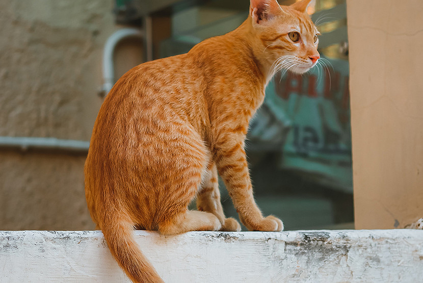 Feral cat colonies found