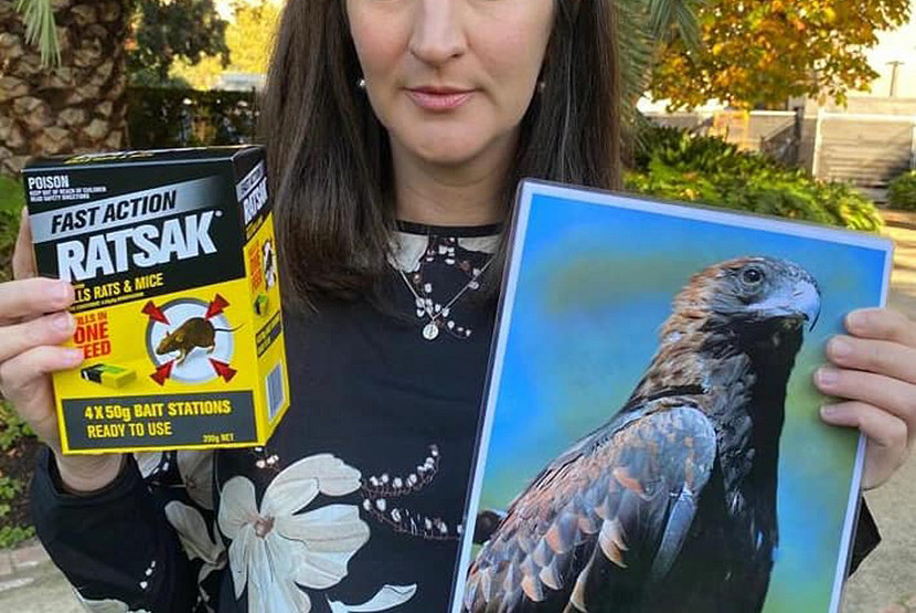 Working to keep our wildlife safe, including Melbourne’s famous peregrine falcons!