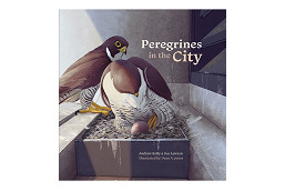 A dive into the drama of being an urban predator