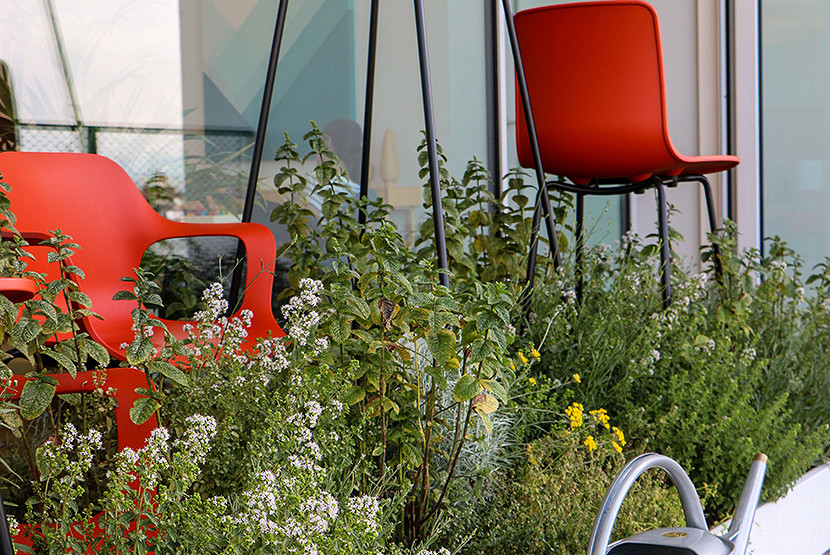 Green your balcony this holiday season  