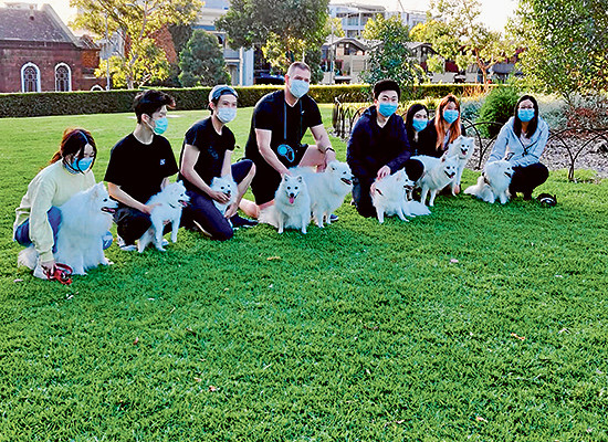 Playground for doggies