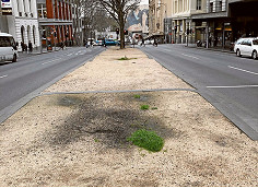 City gardens, trees and street trees