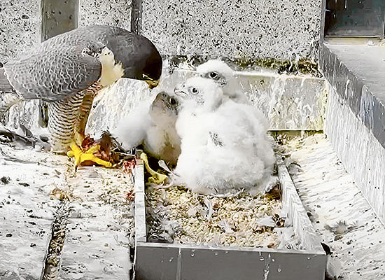 Collins St falcons set to fly