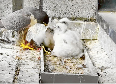 Collins St falcons set to fly