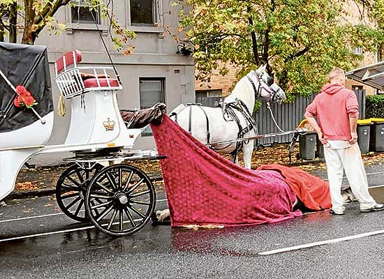Horse dies in carriage incident