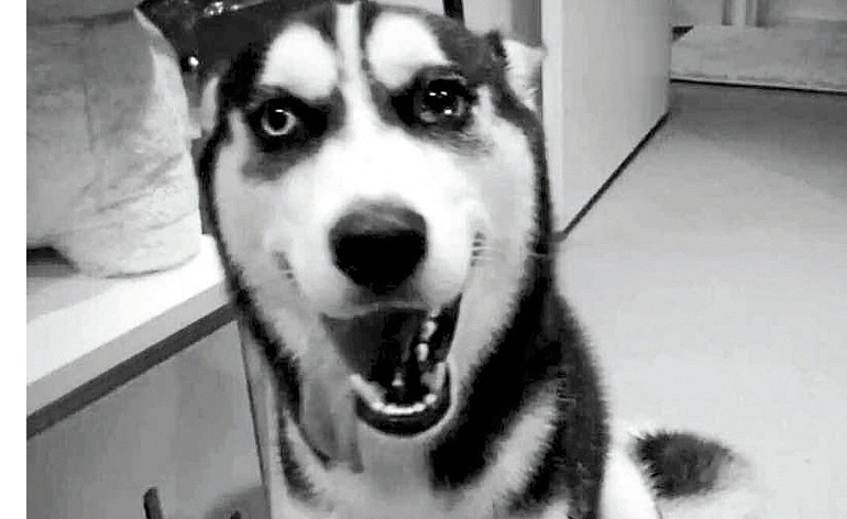 Dog’s death raises welfare concerns