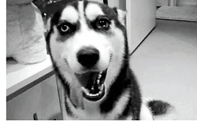 Dog’s death raises welfare concerns