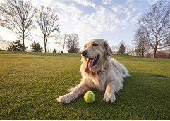 Integrating four-legged city dwellers into the CBD – where is the space?