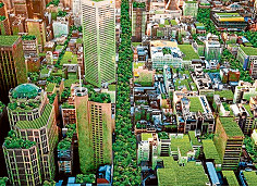 Council declares climate emergency